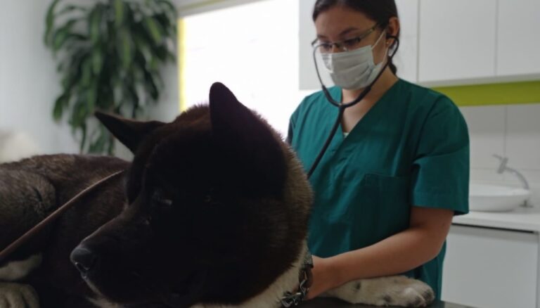 Consulta veterinaria a domicilio en Quito