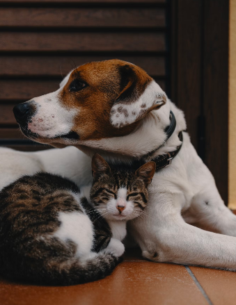 Vacuna para perros y gatos a domicilio en Quito