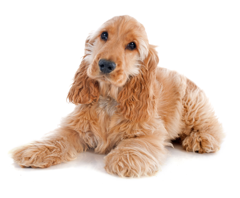 Mundo Spaniel Veterinaria